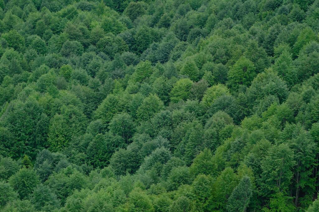 A green forest