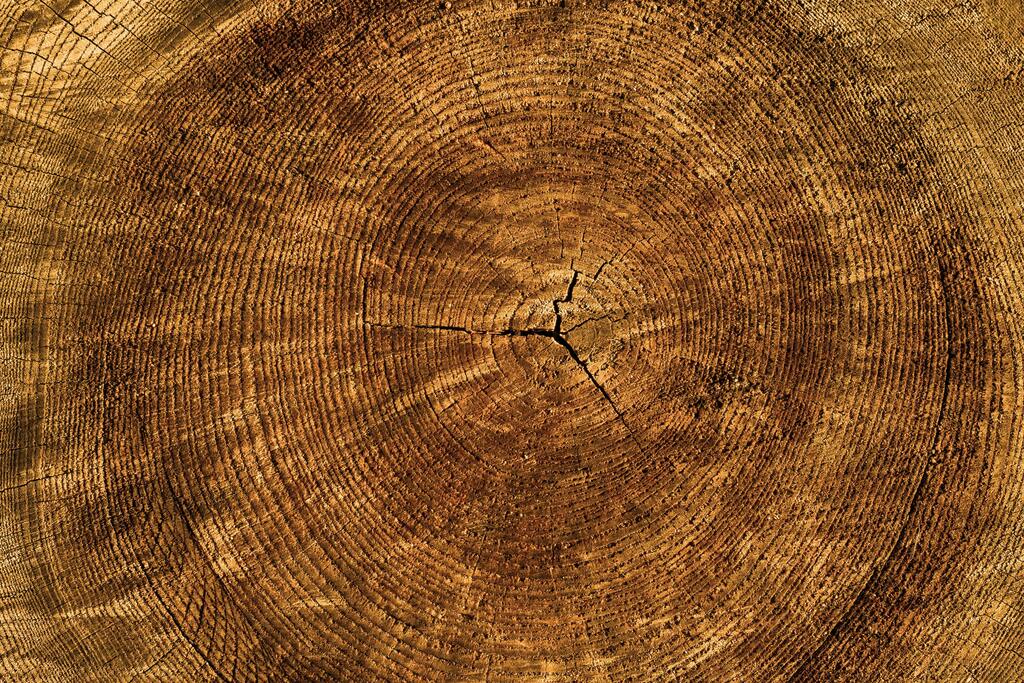 Tree rings